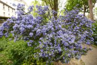 Entdeckungen am Montmartre