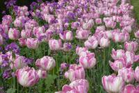 Jardin de Luxembourg