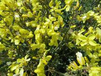 Ginster in der Normandie