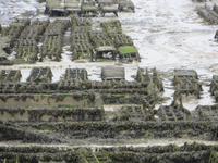 Austernzucht Cancale