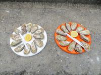 Austernessen in Cancale