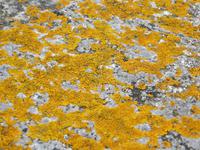 Flechten auf Kalkstein