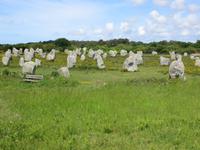 Menhirsteine bei Carnac