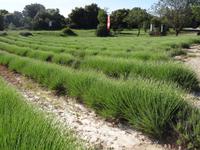 Ausflug in die Ardeche - noch nicht blühendes Lavendelfeld
