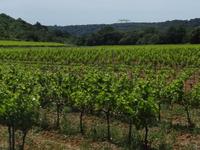 Ausflug in die Ardeche - Weinfeld