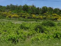 Wechselspiel von Weinfeld und Ginsterbäumen