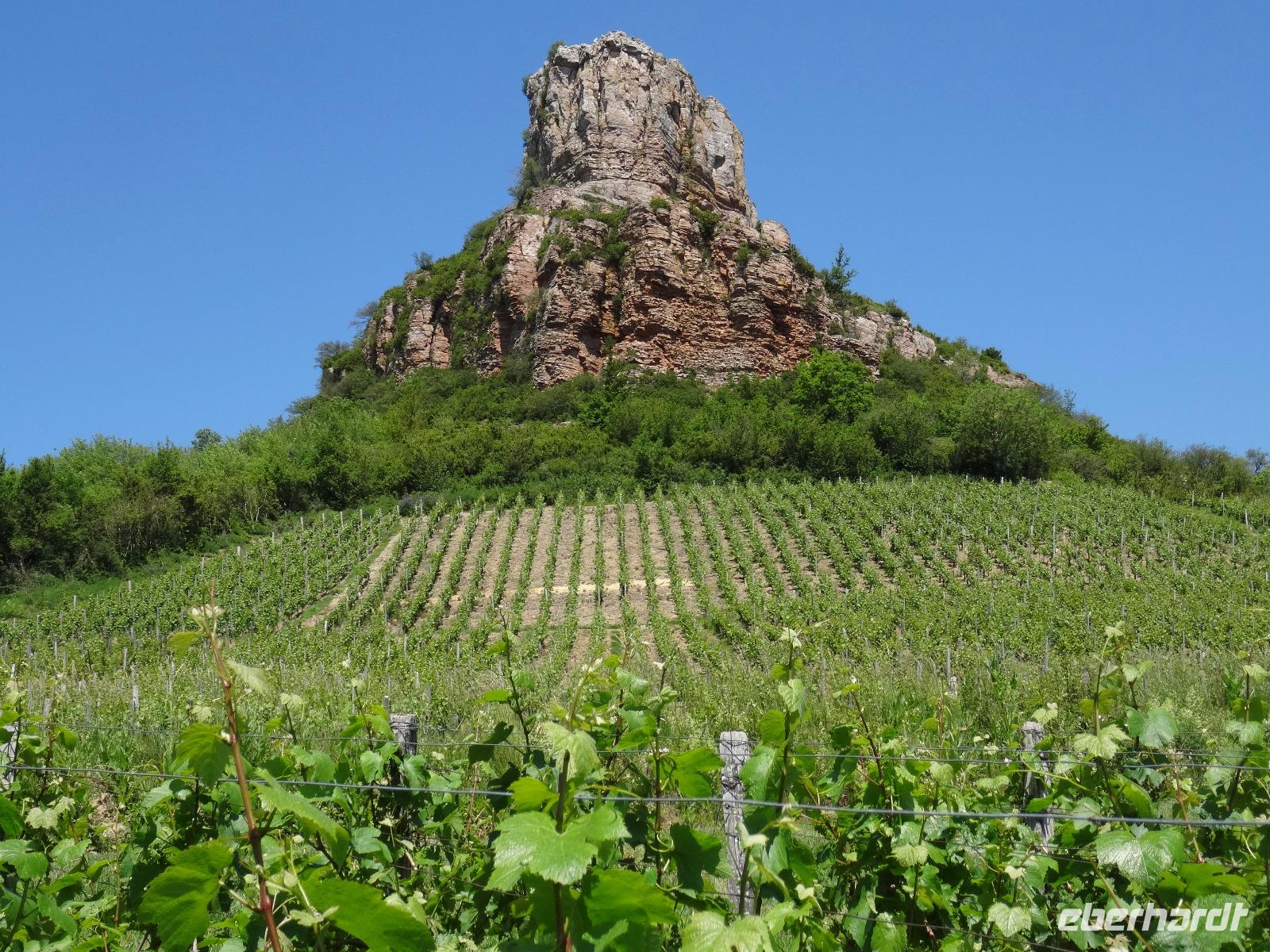 Weinberg auf der Fahrt zum Weinmuseum