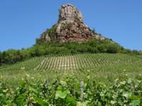 Weinberg auf der Fahrt zum Weinmuseum