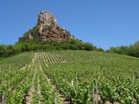 Weinberg auf der Fahrt zum Weinmuseum