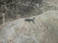 Eidechse in der Restonicca Schlucht