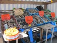 Cancale - Auster Markt