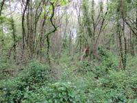 Wanderwald zum Tumulus St. Michel