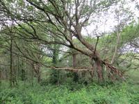 Wanderwald zum Tumulus St. Michel