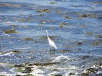 Halbinsel Penmarch, reiher