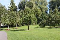 IMG_1661_Apfelbäume im Château Breuil en Auge