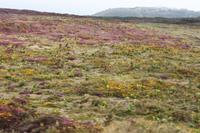 IMG_1690_Heidelandschaft im Nordwesten Jerseys
