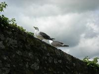 Möve auf den Mauern des Mont Saint Michel