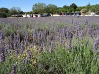Ausflug in die Ardeche - Lavendelfeld