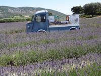 Ausflug in die Ardeche - Lavendelfelder mit Lavendelmuseum