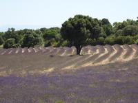 Ausflug in die Ardeche - Lavendelfelder ohne Ende