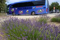 unser Bus und der Lavendel