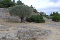 am Pont du Gard