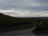 003. Weinbergen beim Hotel