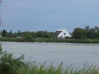 Tag 6 - 1 - Flamingos in der Camargue