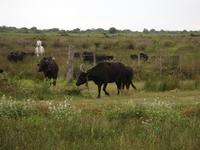 Tag 6 - 6 - Manade bei der Familie Arnaud (6)