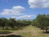 Tag 7 - 3 - Spaziergang durch den Olivenhain in MouriÃ¨s (1)
