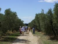 Tag 7 - 3 - Spaziergang durch den Olivenhain in MouriÃ¨s (2)