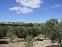Tag 7 - 3 - Spaziergang durch den Olivenhain in MouriÃ¨s (3)
