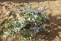 Atlantik an der Brücke zur Ile de Ré (3)