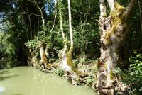 Kahnfahrt im Marais de Poitevin (7)