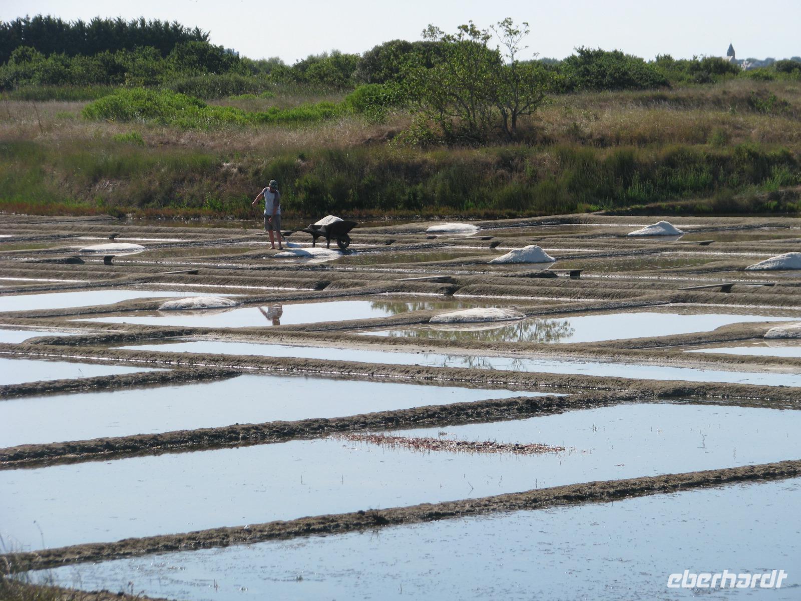 Ernte des weißes Goldes