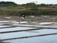 Ernte des weißes Goldes