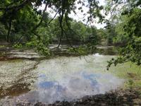 Wanderweg im Wald von Broceliande