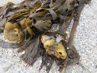 am Sandstrand der Halbinsel Penmarch