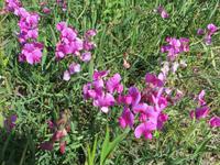 Wicke am Strand von Penmarch