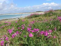 Wicke am Strand von Penmarch