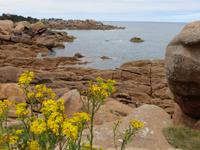 rosa Granitküste bei Ploumenach