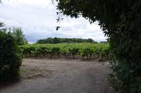 Weinstöcke des Chateau Cassemichere