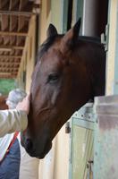 Reitschule Cadre Noir