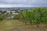 Weinstöcke an der Loire