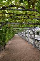 Die Gärten von Villandry