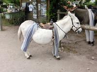 Eselchen auf der Ile de Ré