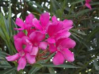 Oleander