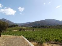Weinverkostung - Clos Santini, Weinplantage