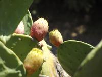 Kaktus - Saint Florent