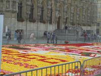 Leuven, Blumenteppich auf dem großen Markt